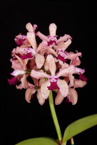 Cattleya Hawaiian Variable Rainbow Valley AM/AOS 85 pts.